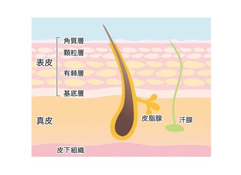 健康的皮膚|皮膚の構造と働き｜正しい知識を押さえてスキンケア 